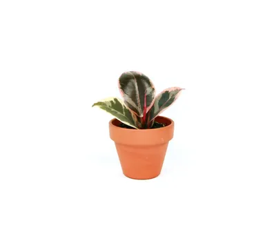 Obrázok produktu pre Gardners Ficus elastica Tineke, priemer 6 cm