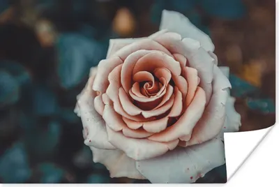 Produktbild von MuchoWow® Poster Blume - Weiß - Rosa 180x120 cm - Fotoplakat
