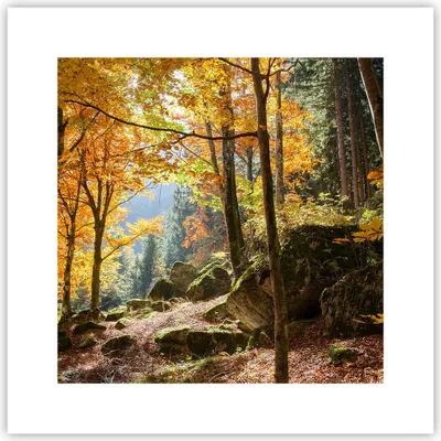 Produktbild von Poster - Poster ohne Rahmen - Herbst berg wald natur - 30x30 cm - Wand Bild - Wanddeko - Wandbilder - Kunstposter - Wandposter - Bilder - Kunstdruck - Wanddekoration - Wandbild - P2XAC30x30-2713