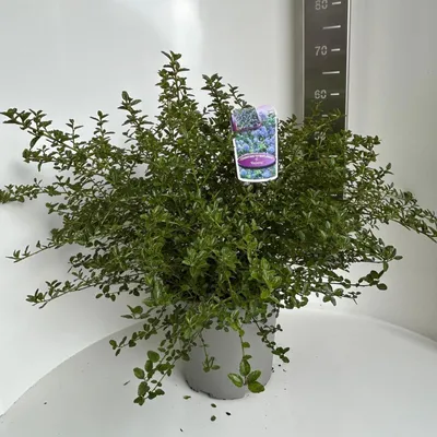Immagine prodotto di Ceanothus thyr. 'Repens' - Ceanothus | 50-60 cm in vaso