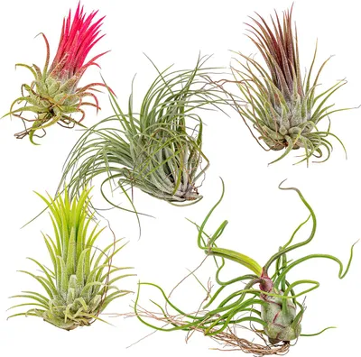 Zdjęcie produktu dla Bloomique - Mix 5 - Tillandsia - Rośliny powietrzne - Rośliny doniczkowe - Bardzo łatwe w pielęgnacji - 5-15 cm wysokości