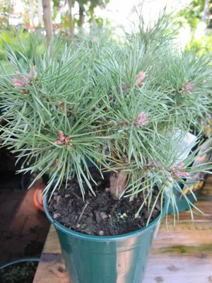 Produktbild von Pinus sylvestris Bexel - Waldkiefer Bexel - 25-30cm