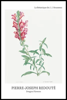 Produktbild von Poster 61x91,5cm Design Drachenblumen, Redoute Vintage für das Wohnzimmer