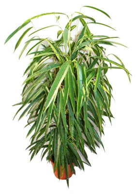 Produktbild von Ficus binendijkii "Alii" - langblättrige Birkenfeige - Königssäule - 17cm Topf