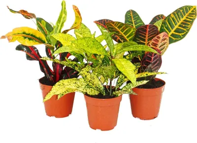 Zdjęcie produktu dla Zestaw 3 ró?nych ro?lin Codiaeum, cudowny krzew, 9 cm