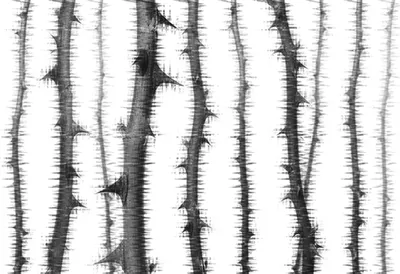 Produktbild von Tadessi Fototapete | Natur | 4.00 m x 2.70 m | Grau | Weiß | Wandbild | Digitaldruck