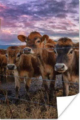 Produktbild von MuchoWow® Poster Kuh - Tiere - Kühe 40x60 cm - Plakate für die Wand - Poster Babyzimmer