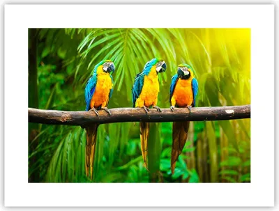 Produktbild von Poster - Poster ohne Rahmen - Papageien Collorful Natur Vögel - 40x30 cm - Wand Bild - Wanddeko - Wandbilder - Kunstposter - Wandposter - Bilder - Kunstdruck - Wandbild - P2XAA40x30-2696
