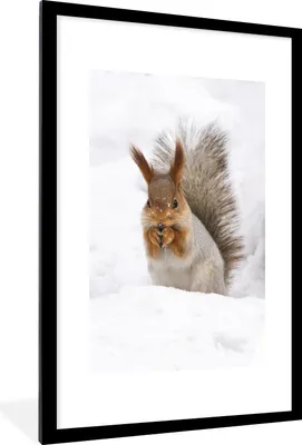 Produktbild von MuchoWow® MuchoWow® Gerahmtes Poster Eichhörnchen - Tier - Schnee 60x90 cm - Poster mit zchwarzem Bilderrahmen - Dekoration - Wandposter Wohnzimmer - Hochwertig