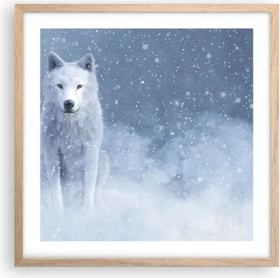 Produktbild von Gerahmtes Poster - Rahmen in heller Eiche - Weiß Wolf Schnee - 50x50 cm - Wand Bild - Wanddeko - Wandbilder - Kunstposter - Wandposter - Bilderrahmen - Bilder - Kunstdruck - P2NAC50x50-5006