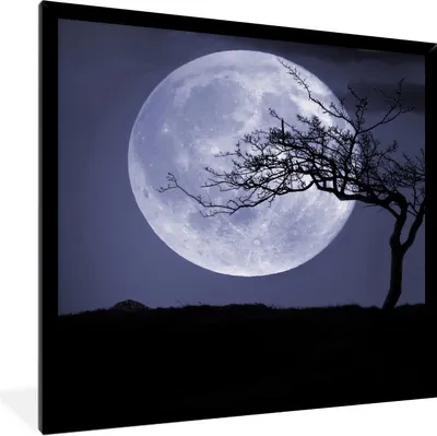 Produktbild von MuchoWow® Gerahmtes Poster Mond - Baum - Schwarz 40x40 cm - Poster mit Schwarzem Bilderrahmen Wandposter Rahmen Foto Bilder - Mit Rahmen - Wanddekoration Schlafzimmer
