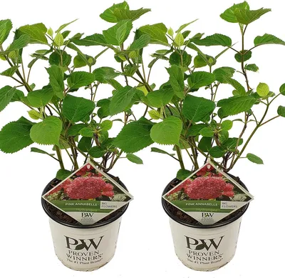Zdjęcie produktu dla Bloomique - Zestaw 2 szt. - Hortensja różowa Annabelle - Hortensja - różowa - Rośliny ogrodowe - odporne na zimę - wys. 40-50 cm - doniczka 19 cm