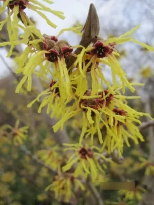 Produktbild von Hamamelis intermedia Moonlight - Zaubernuss - 40-60