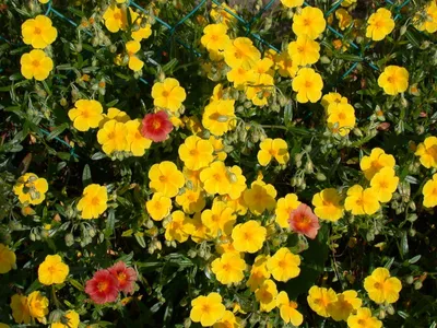 Produktbild von Helianthemum x cult., Sonnenröschen, gelb, ca. 9x9 cm Topf