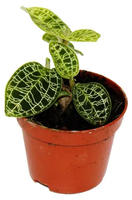 Produktbild von Juwelorchidee - Macodes petola Emerald - Mini-Erdorchidee mit ausgefallenen Blättern - 6cm Topf