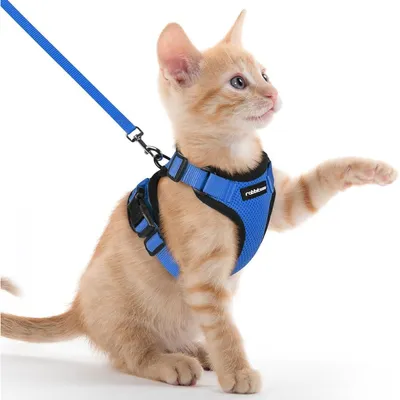 Produktbild von Katzengeschirr mit Leine, ausbruchsicher, verstellbar, XXS, Blau