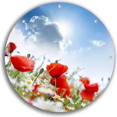Produktbild von Wallario rundes Outdoor-Poster für Garten oder Balkon, Motiv Mohnblumen unter blauem Himmel, 30 cm Durchmesser