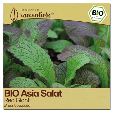Produktbild von Samenliebe  Asia Salat Samen | Red Giant - winterhart & rot & scharf & großblättrig - samenfestes  Saatgut