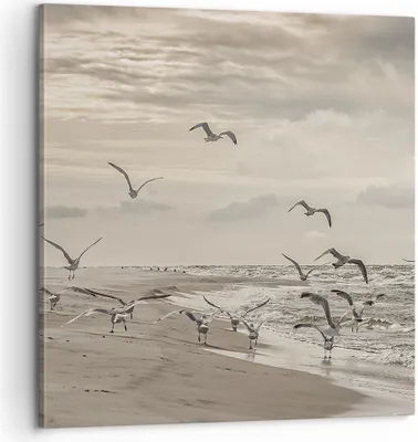 Produktbild von Bild auf Leinwand - Leinwandbild - Einteilig - Möwen Küste Boho - 60x60cm - Wand Bild - Wanddeko - Wandbilder - Leinwanddruck - Bilder - Wanddekoration - Leinwand bilder - Wandbild - AC60x60-4723