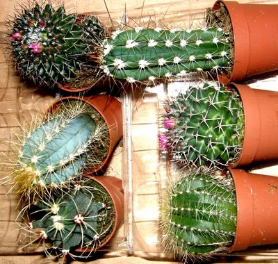 Produktbild von Kakteenmix 9 Kakteen mindestens 4 verschiedene Sorten für Terrarien und Paludarien