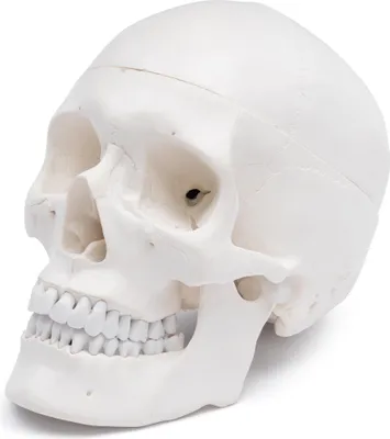 Produktbild von Schädel Anatomie Modell lebensgroß mit 8 teiligem Gehirn bewegliche Kiefer