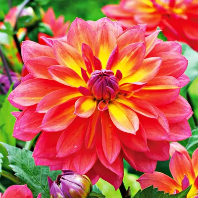 Produktbild von Dahlie Knolle Blüten Sommerblumen Herbstblumen Dekorative Dahlie Fire Pot 1 St.