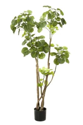 Produktbild von Zelený Boutiq Kunstpflanze Polyscias (Aralia) - 140 cm