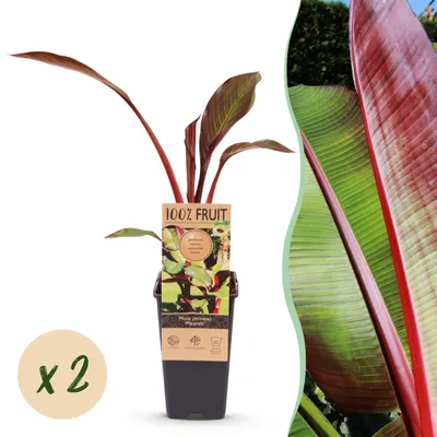 Image de Musa ensete Maurelli - Bananier - Rustique - Rouge-Vert - 2 Plantes - 40-50cm - Ø15cm - Plante de jardin