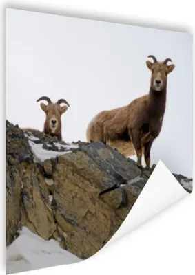 Produktbild von MuchoWow® Poster Zwei Ziegen im Schnee 50x50 cm - Wohnzimmerdekoration