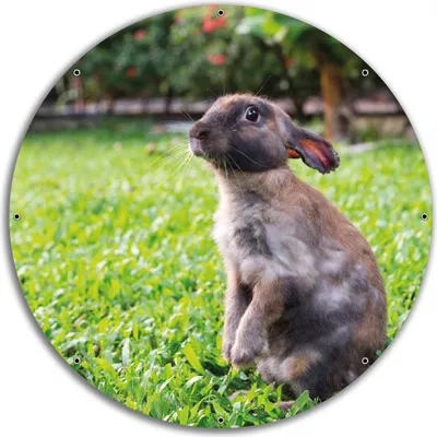 Produktbild von Wallario rundes Outdoor-Poster für Garten oder Balkon, Motiv Kaninchen im Garten mit süßem Blick, 60 cm Durchmesser