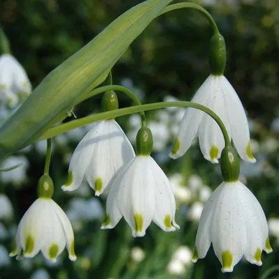 Produktbild von 25 Blumenzwiebeln Echter Märzenbecher Leucojum aevestivum