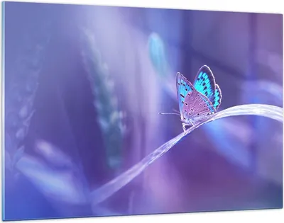 Produktbild von Bilder auf glas - Schmetterling Natur - 120x80cm - Glasbilder - Wandbilder - Kunstdruck - zum Aufhängen bereit - Wanddekoration aus Glas - Glas Bilder - Wandbild auf Glas - Einteilig - GAA120x80-3879