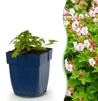 Productafbeelding van Geranium macr. Spessart - Ooievaarsbek - Bodembedekkend - Wit-Roze - 6 Planten - 15-25cm - Ø11cm - Tuinplant