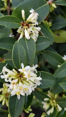 Image de Osmanthus x burkwoodii / Osmanthe de Burkwood