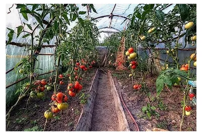 Produktbild von Gewächshausfolie 4m x 5m Folientunnel Gartenfolie