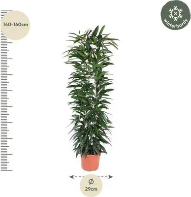Produktbild von Schmalblättriger Gummibaum – Ficus Alii King 150cm – Ø29cm – Zimmerpflanze mit langen dunkelgrünen Blättern – Elegante Dekopflanze für Wohnzimmer, Büro & Wintergarten – Pflegeleicht