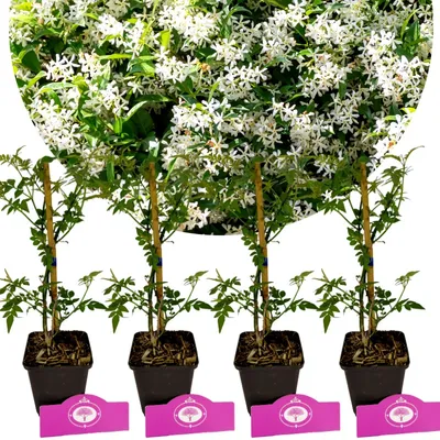 Obrázok produktu pre Sada 4 kusov jazmínu - Jasminum officinale - výška 30 cm - 9 cm kvetináč