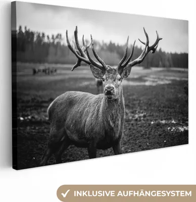 Produktbild von MuchoWow® - Leinwandbilder - Tiere - Hirsch - Geweih - Schwarz und weiß - Natur, Wandbild, Wanddeko Bilder Wohnzimmer, 90x60 cm