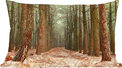 Produktbild von MuchoWow® Zierkissen Sofakissen Wohnzimmer Dekokissen 60x40 cm Herbst - Dekoration - Wald - Kopfkissen - Polster mit Foto