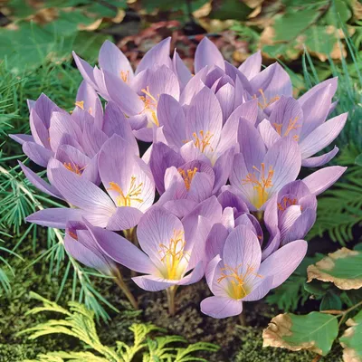 Zdjęcie produktu dla Krokus Jesienny Cassiope 5 szt. Krokusy Cebulki Cebule Krokusów