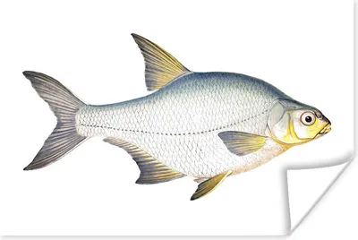 Produktbild von MuchoWow® Poster Fisch - Kolonie Realismus 60x40 cm - Schlafzimmerdekoration
