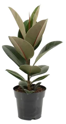 Produktbild von Ficus Elastica Robusta - 45-55cm - Ø17cm - Zimmerpflanze - Immergrün