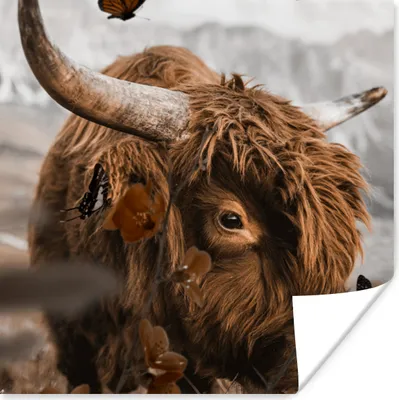 Produktbild von MuchoWow® Poster Schottischer Highlander - Schmetterling - Tiere 50x50 cm - Wohnzimmerdekoration