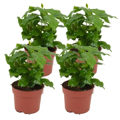 Produktbild von Zynesflora 4 Stück Coffea Arabica Kaffeepflanze im Ø 12 cm Pflanzentopf - Höhe: 25 cm - Grünpflanze Echte Zimmerpflanze Pflegeleicht Luftreinigend