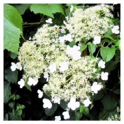 Produktbild von Kletterhortensie - Weiße Blüten, Mehrjährig und Winterhart - 2 Liter Topf