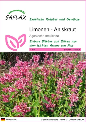 Produktbild von SAFLAX - Limonen - Aniskraut - Agastache mexicana - 50 Samen