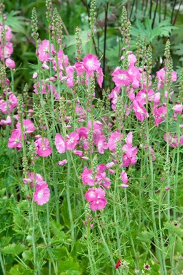 Produktbild von Sidalcea malviflora 'Partygirl', rosa Blüten, ca. 9x9 cm Topf