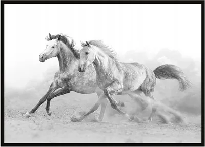Produktbild von Bild Poster im Rahmen 43x33 cm Pferde P904