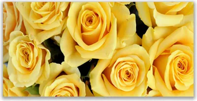 Produktbild von Glasbilder 120x60 Wandbild Druck auf Glas Rosen Pflanzen