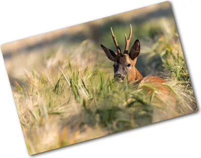 Produktbild von Tulup Glas Herdabdeckplatte - 80x52 cm - Glaskeramikkochfeld-Abdeckung Spritzschutz Glasabdeckplatte - Einteilig - Tiere - Hirsch Feld - Braun